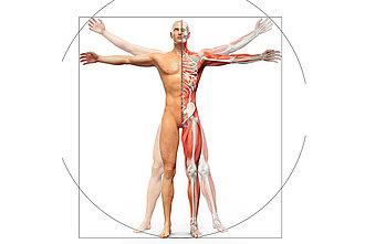 Anatomisches Bild